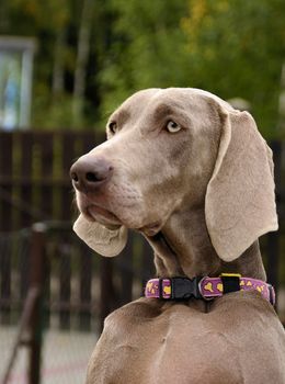 The photo shows Weimaraner portrait on blurred background.