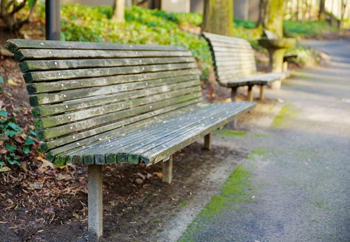 Park Bench perspective on a hill trail in Portland diminishing to soft focus