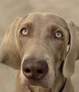 The photo shows Weimaraner portrait on blurred background.