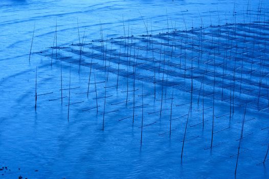 Seaweed farm at dawn, photo taken in Fujian province of China