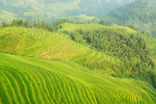 Green rice field in Guangxi province, China