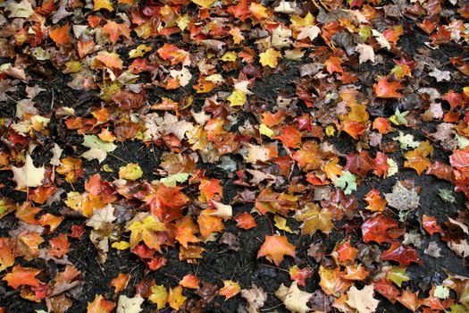 Numerous colorful maple leaves sitting on a the damp autumn ground.