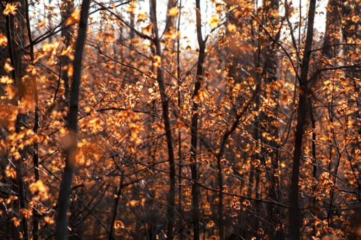 Autumn maple leaves glowing in the backlit light.