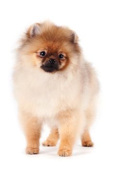 Puppy of a spitz-dog on a white background