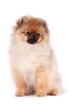 Puppy of a spitz-dog on a white background