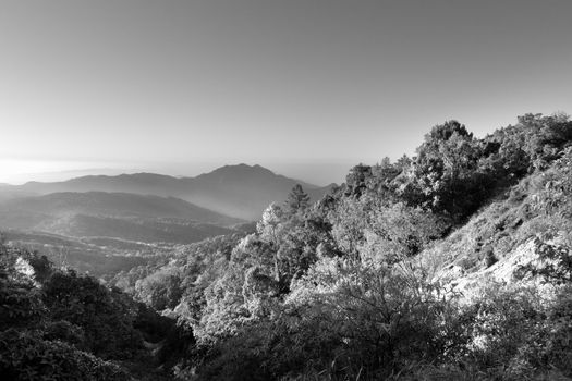 Black and White Mountain landscape and Front tree