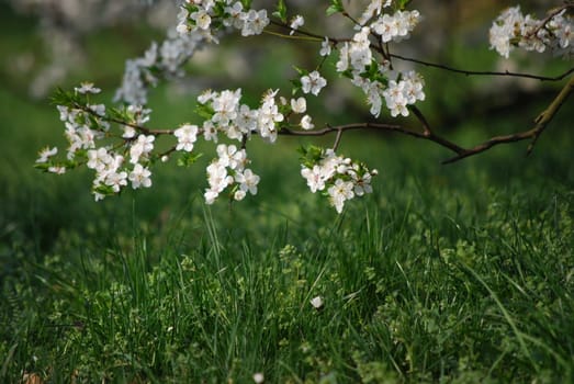 cherry tree