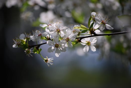 cherry tree