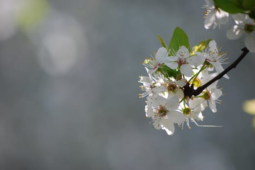 cherry tree