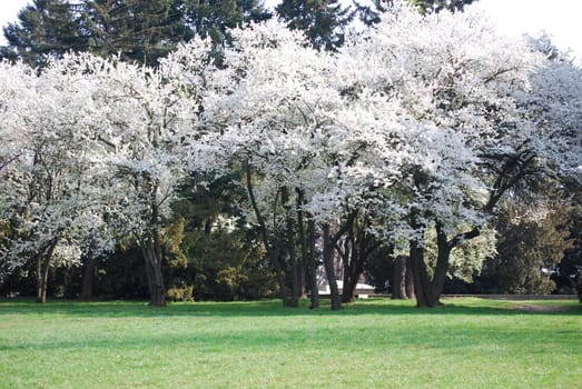 cherry trees