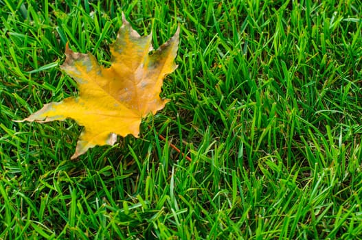 Yellow autumn leaf on green grass closeup