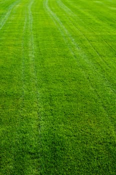 Striped green grass texture with perspective view