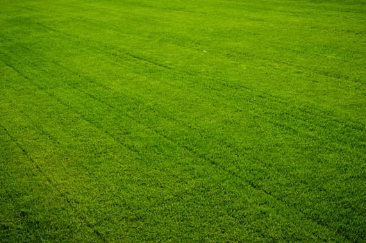 Striped green grass texture with perspective view