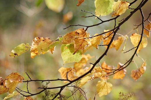 Autumn branches of a linden