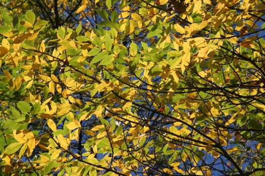 A tree of partially changed autumn beech tree leaves.