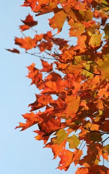 Bright red maple leaves in the Autumn sun set against a blue sky.