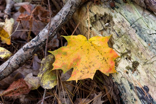 Fallen Maple Leaf in Autumn on the Forest Floor