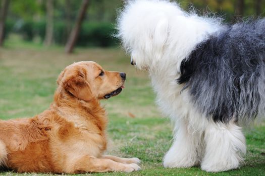 Golden retriever and Old English Sheepdog
 staring at each other with curiosity
