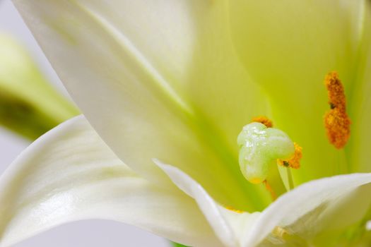 White lily flower macro abstract