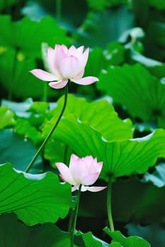 Two lotus flowers blooming in the pool