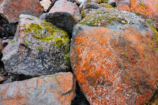 Close-up view of stones and mosses 