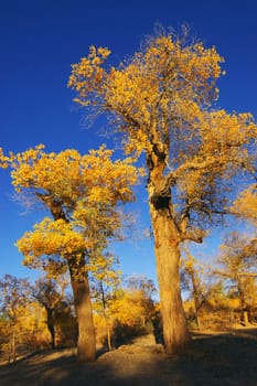 Trees of diversifolia populus in North China