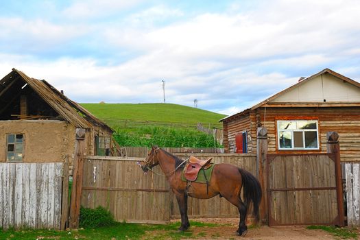A horse standing by the fence of the yard