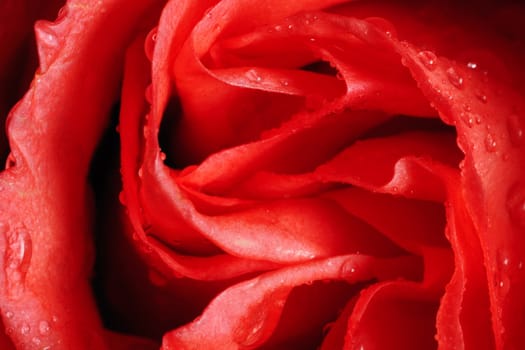 Red rose flower close up