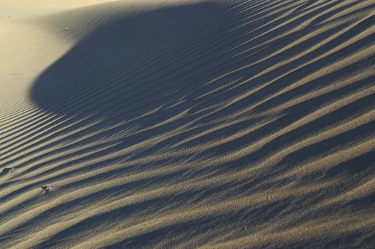 Desert detail in the morning