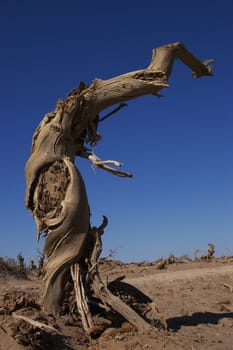 Dead tree of diversifolia populus in the desert