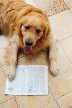 A dog reading book on the floor