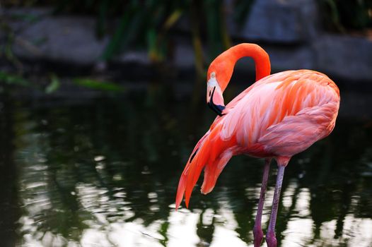 A flamingo bird standing in the pond