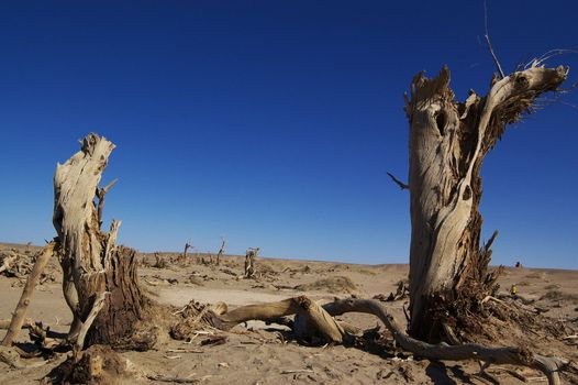 Dead trees of diversifolia populus in the desert