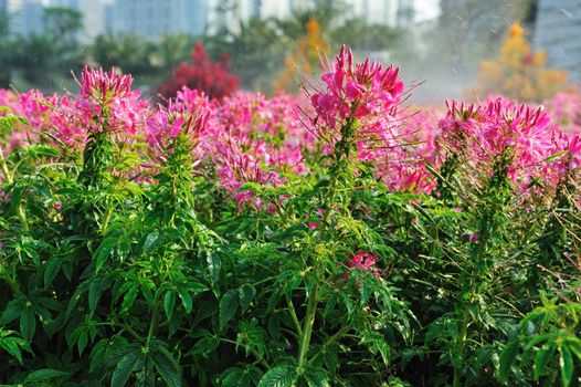 Flowers blooming in the garden