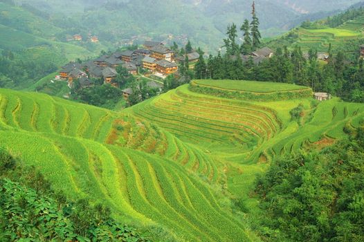 Green rice terrace in Guangxi province, China