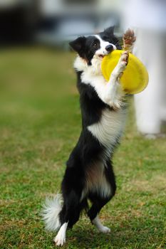 Border collie dog standing and holding a dish in mouth