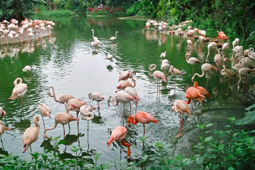 A crowd of flamingo birds in the pond