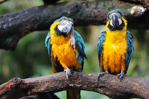 Two Parrot birds standing side by side