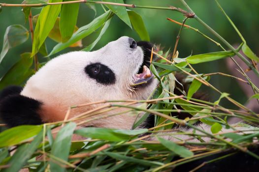 A giant panda lying on the ground and eating bamboo