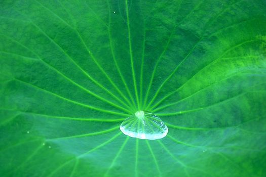 Water drop on the green lotus leaf