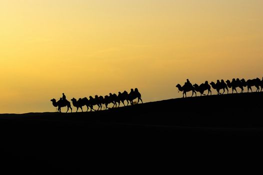 Camel team in the desert at dawn