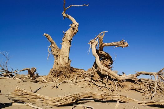 Dead trees of diversifolia populus in the desert of China