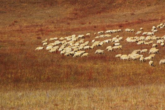 Sheep in Bashang grassland, Hebei, China. Bashang Grassland stretches from northern Hebei province into Inner Mongolia in China. It is one of the major destinations for Chinese landscape photographers.