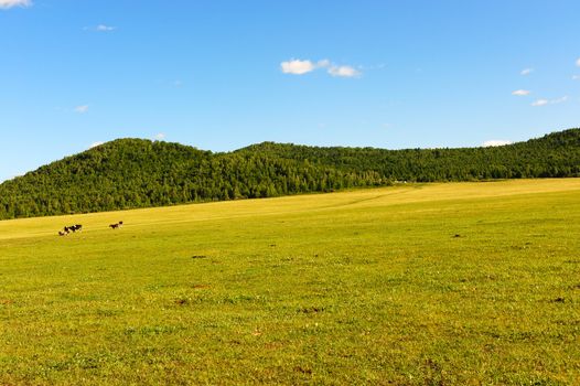 Grassland in Hulun Buir League of Inner-Mongolia, China