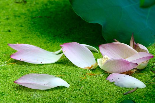 Fallen lotus petals on the water