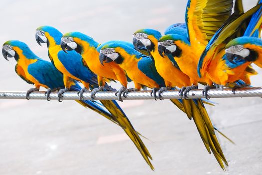 Parrot birds standing in a row