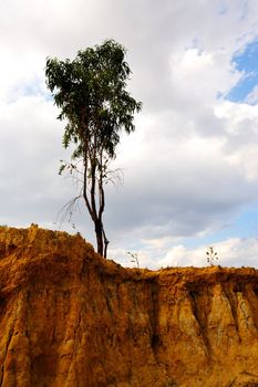 Tree on the dried field in Yunnan province, China