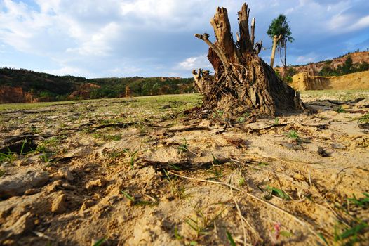 Tree root on the dried field in Yunnan province, China