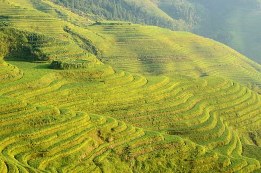 Green rice field in Guangxi province, China