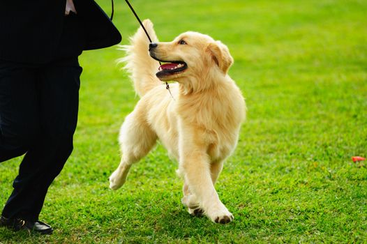 Master playing with his little golden retriever dog on the lawn